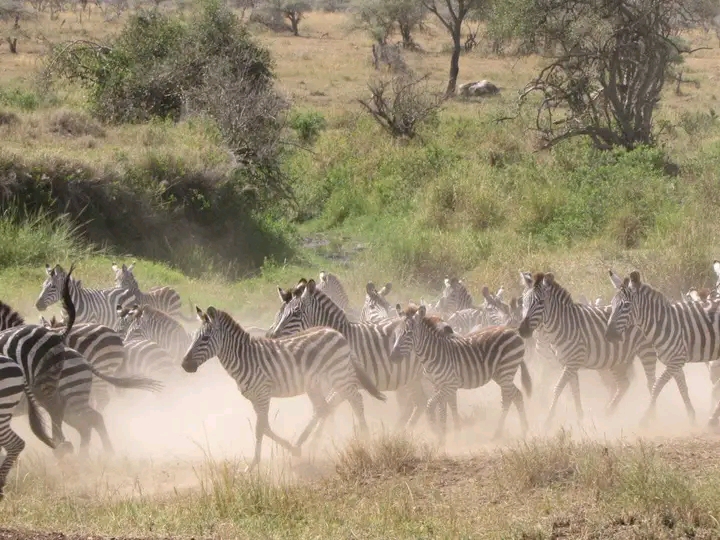 3 Days Tanzania group sharing safari Tour