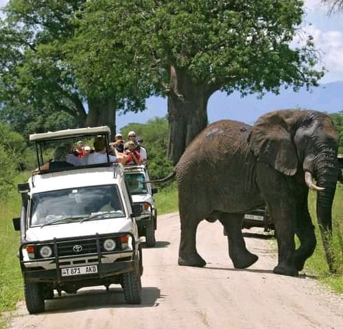 4 Days Tanzania Honey Moon Safari