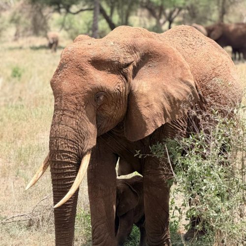 5 Day Semuliki, Amabere Caves and Queen Elizabeth Safari