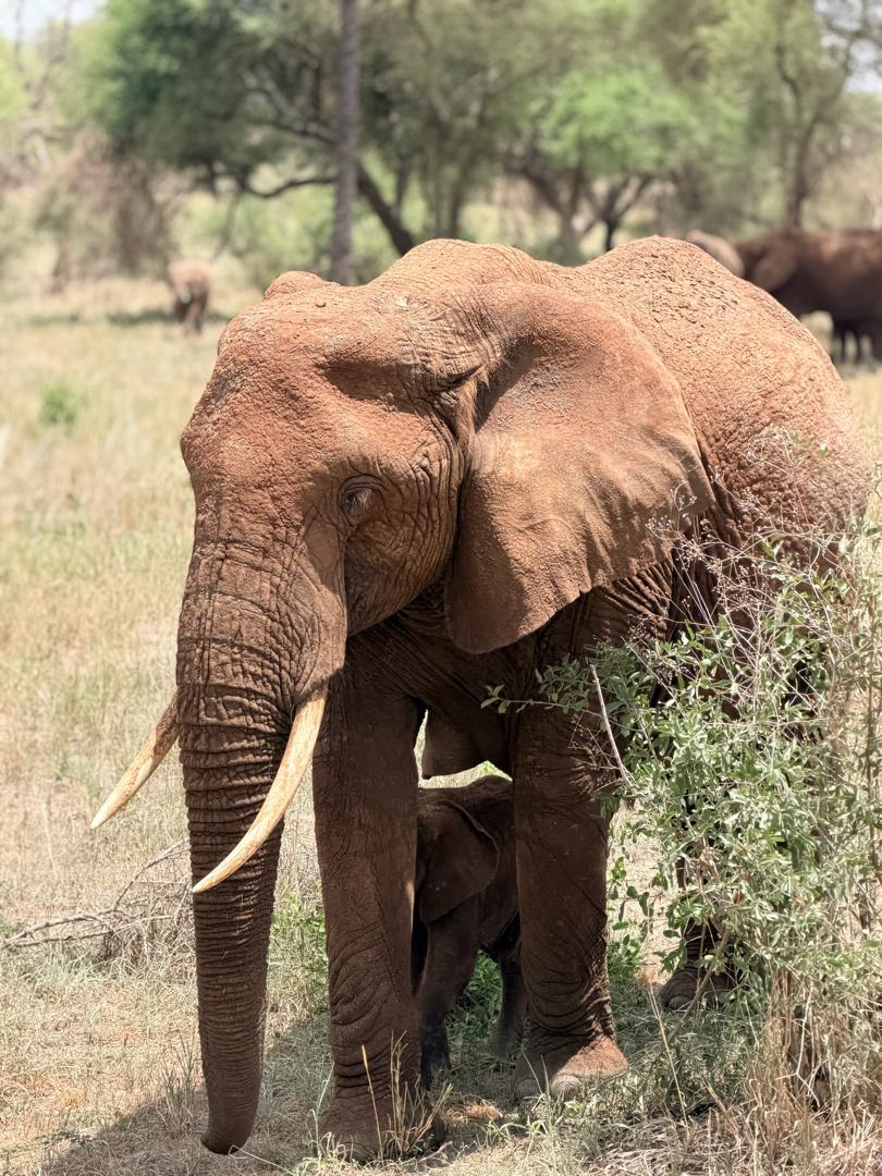 5-Days Mikumi and Udzungwa Mountain National Park Safari