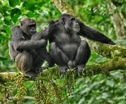 4-Day Bisoke Hike and Rwanda Golden Monkey Trek