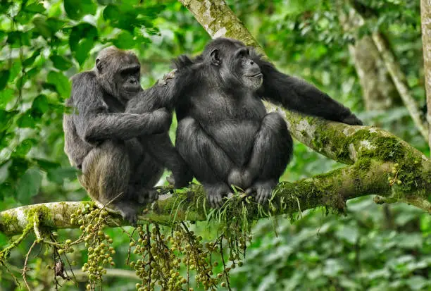 4-Day Bisoke Hike and Rwanda Golden Monkey Trek