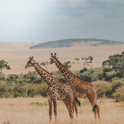 3 Days Kitulo National Park Safari - Tanzania
