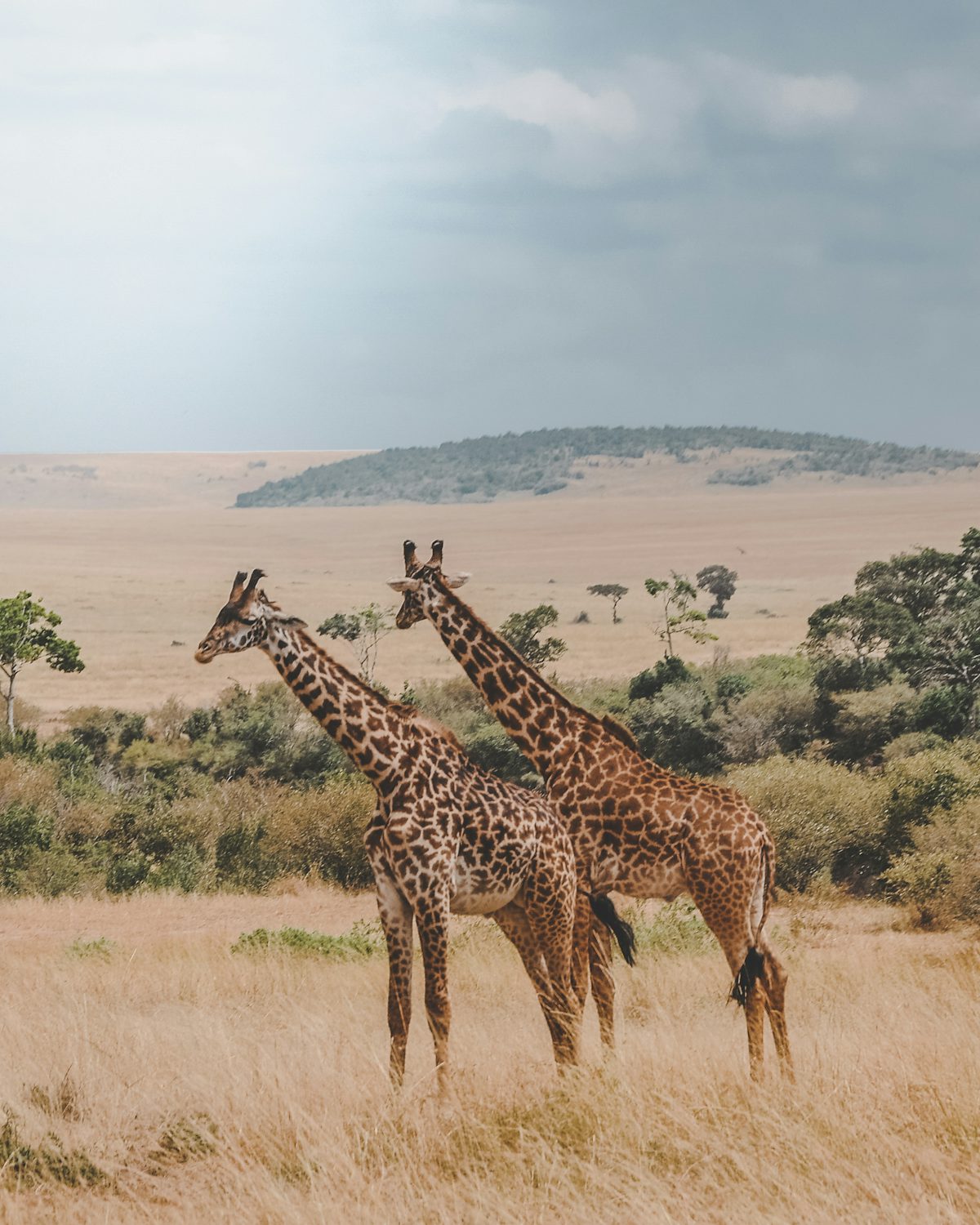 3 Days Kitulo National Park Safari - Tanzania