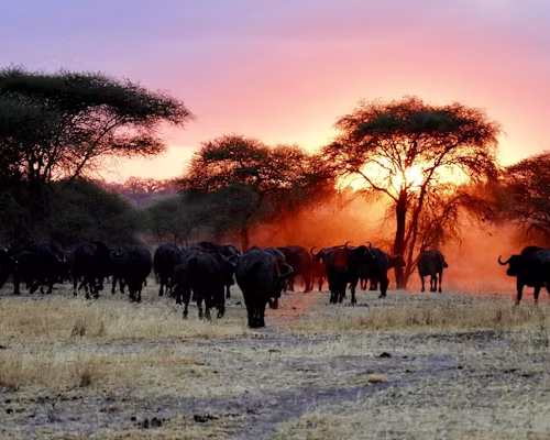 13 day Uganda Classic Family Safari