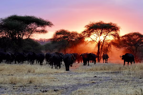 13 day Uganda Classic Family Safari