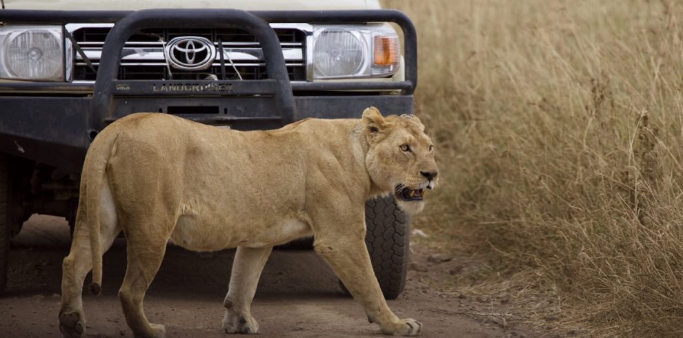 4 Unforgettable 4-Day Serengeti Safari from Arusha Tanzania Honey Moon Safari