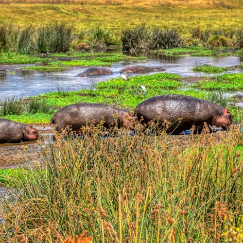 3 Days Tanzania Family Safari Itinerary