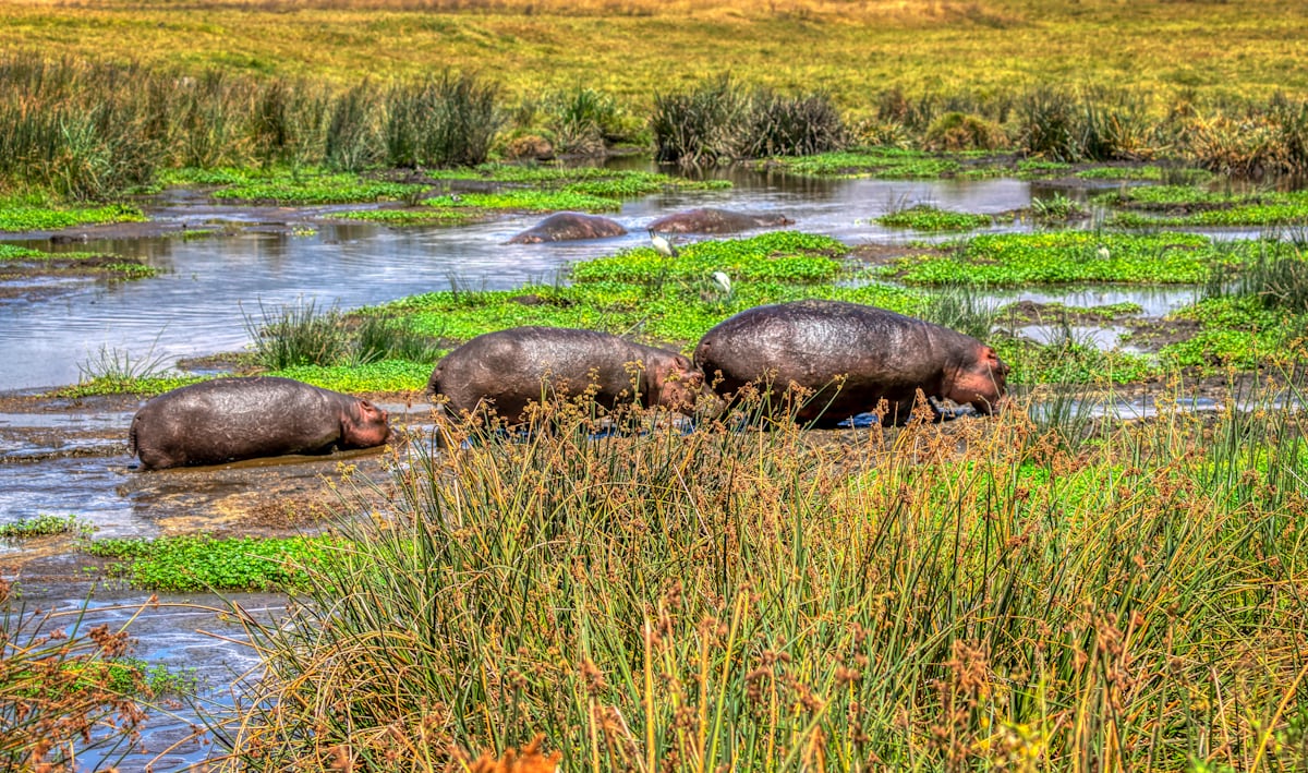 3 Days Tanzania Family Safari Itinerary