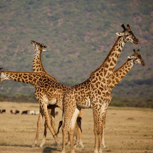 5 Day Semuliki, Amabere Caves and Queen Elizabeth Safari