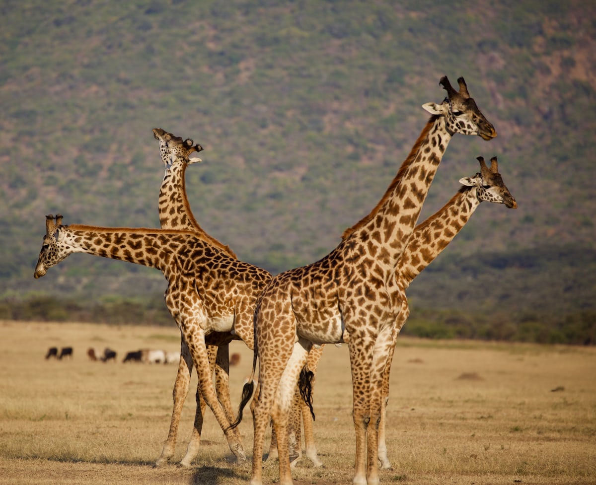 5 Day Semuliki, Amabere Caves and Queen Elizabeth Safari