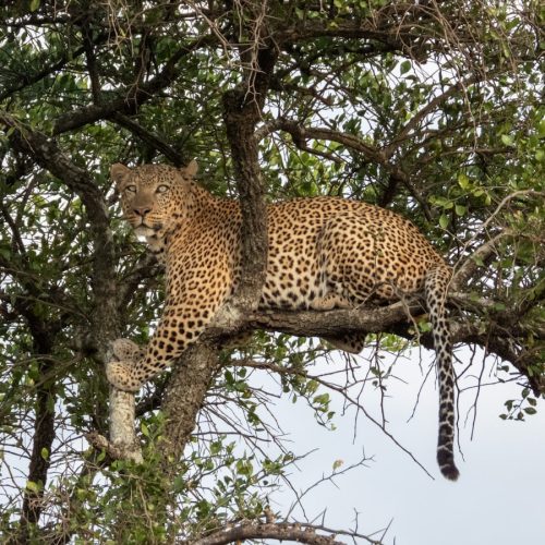 5 Days Nyerere and Ruaha Private Southern Tanzania from Zanzibar