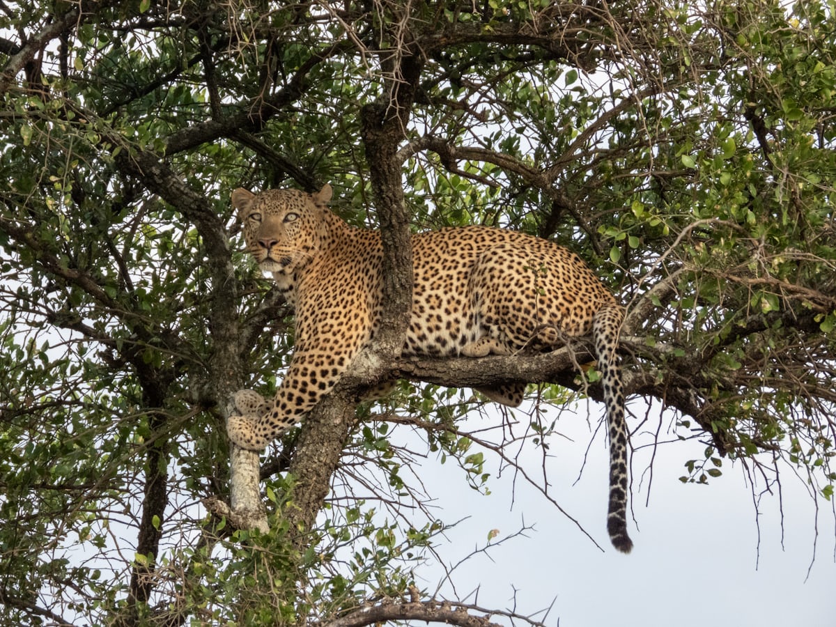 6 Days Tanzania Luxury Lodge Safari Package