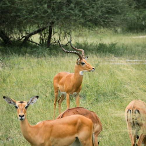 2 Days Tanzania sharing Safari -Lake Manyara and Ngorongoro crater