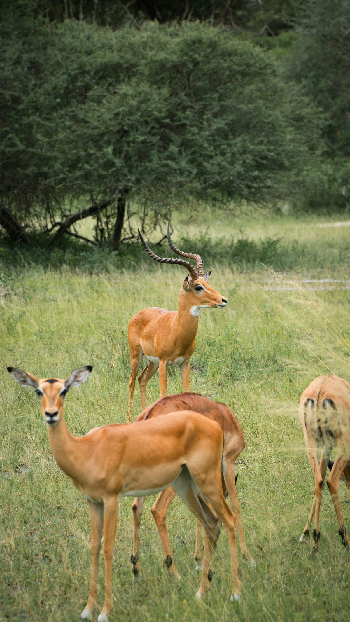 2 Days Tanzania sharing Safari -Lake Manyara and Ngorongoro crater