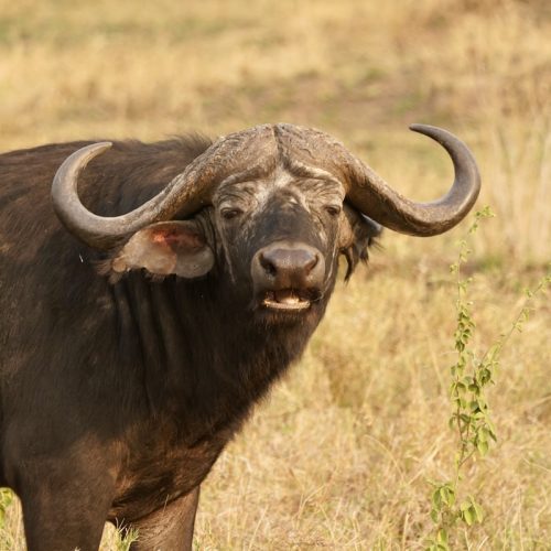 13 day Uganda Classic Family Safari