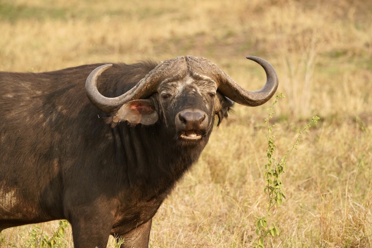 3-Days Mikumi National Park Safari from Dar es Salaam