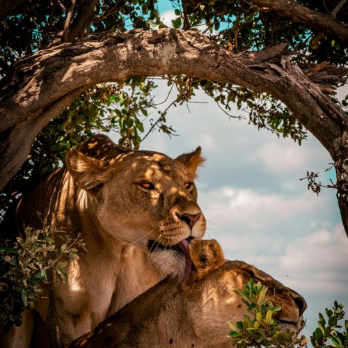 11 day Nairobi to Samburu National Park