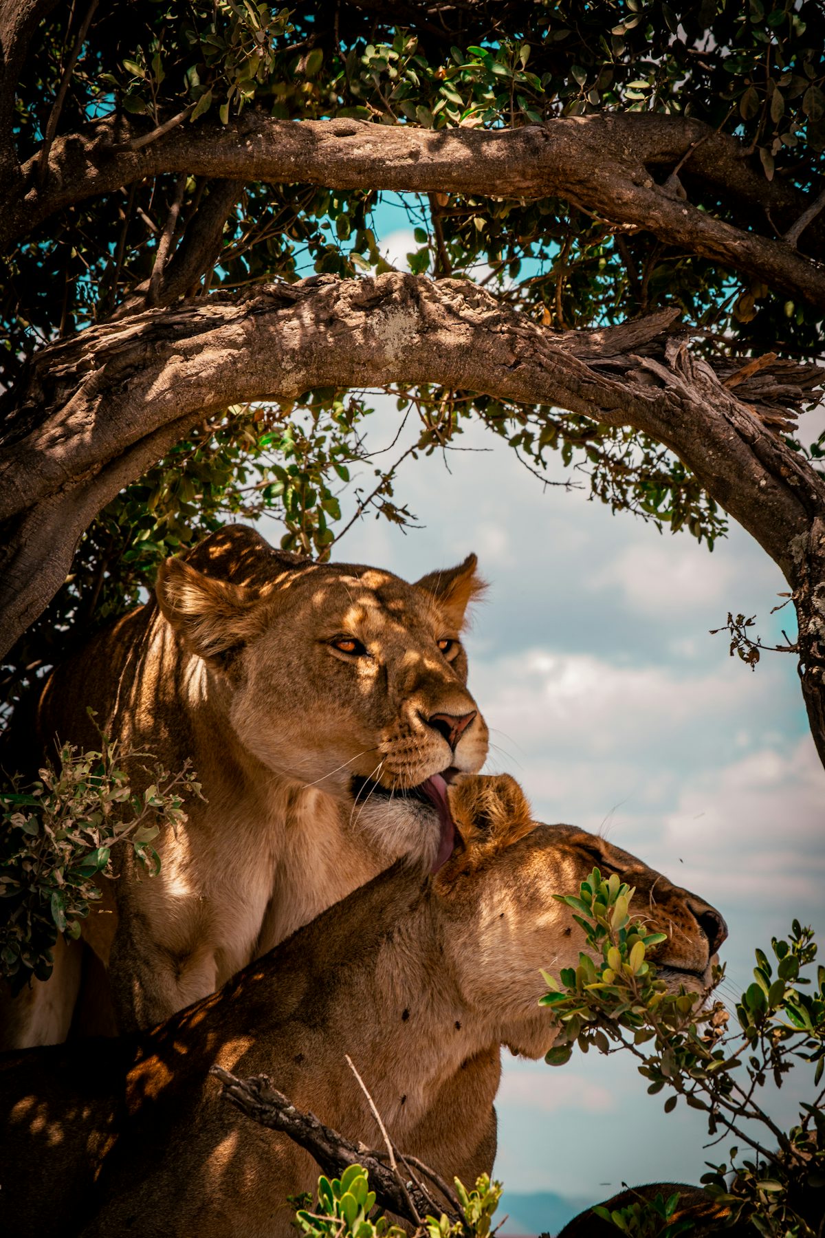 11 day Nairobi to Samburu National Park