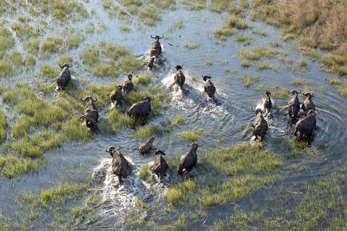 7 days Kenya Uganda and Rwanda Safari from Nairobi city