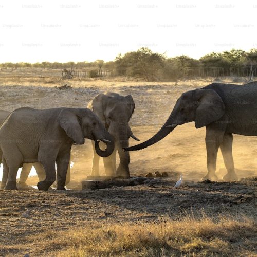 10 Days Tanzania and Zanzibar Honeymoon Tour