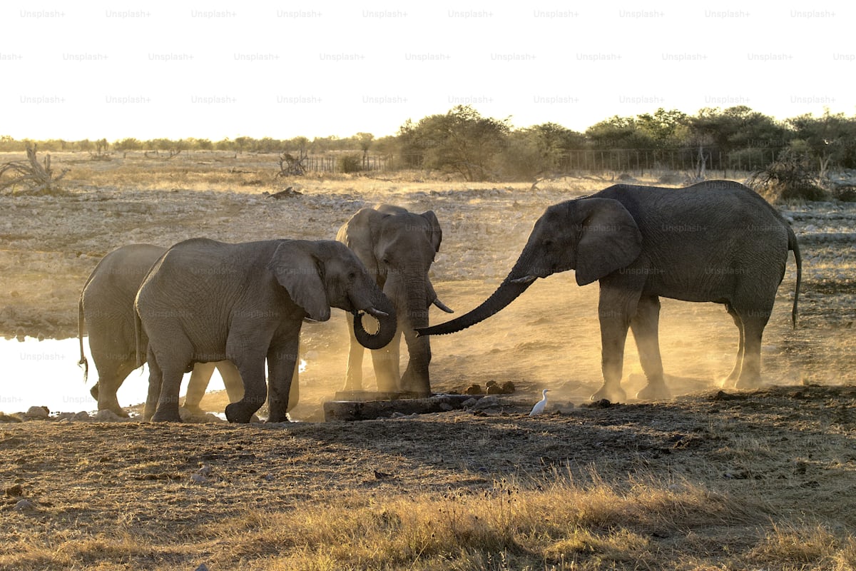10 Days Tanzania and Zanzibar Honeymoon Tour
