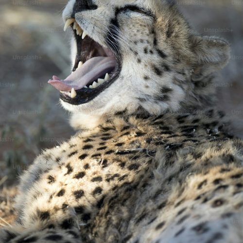 3 Days Tanzania Family Safari Itinerary