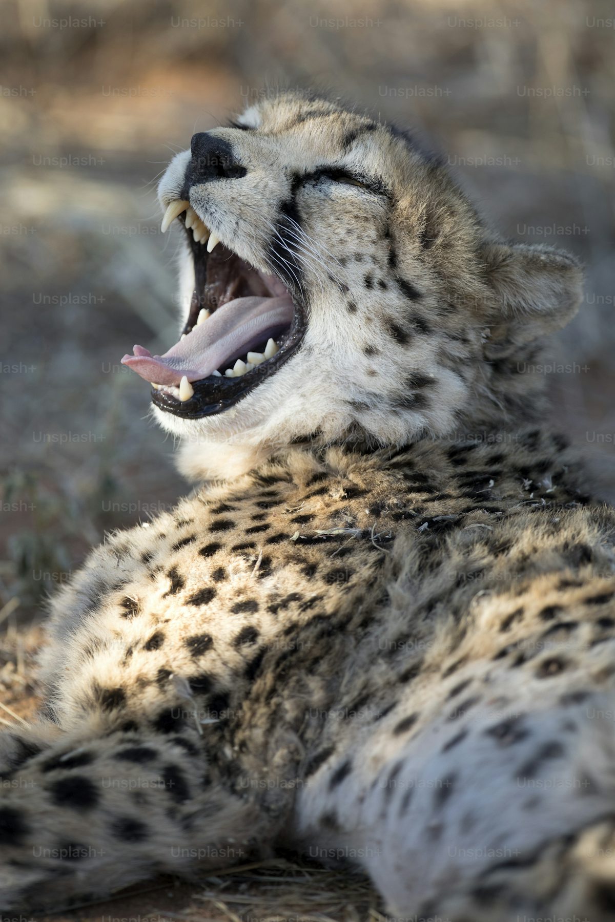 3 Days Tanzania Family Safari Itinerary