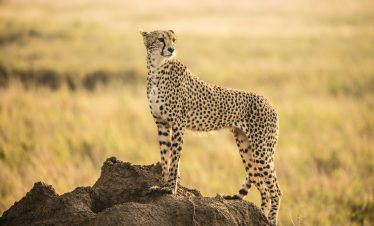 4-Day Kitulo National Park Safari
