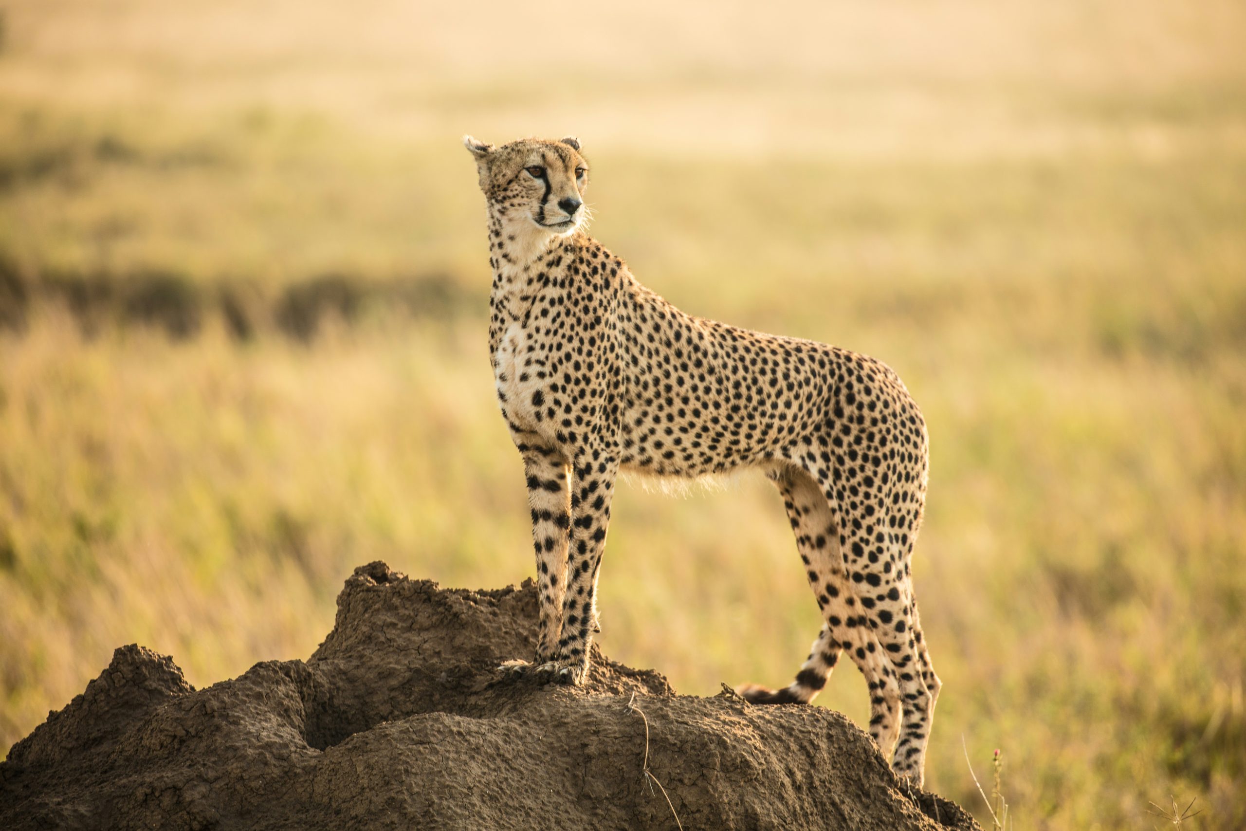 4-Day Kitulo National Park Safari