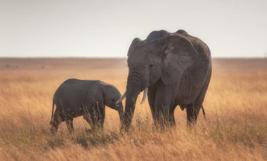 9 days Group Joining Migration Kenya and Tanzania safari