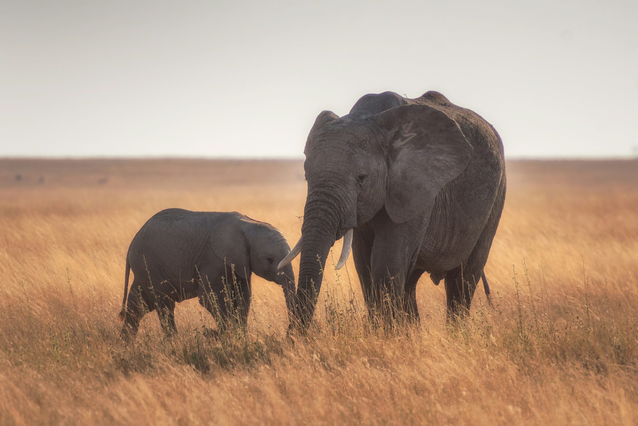 9 days Group Joining Migration Kenya and Tanzania safari