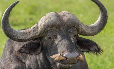 4 Days Serengeti Fly-in and Serval Wildlife Safari