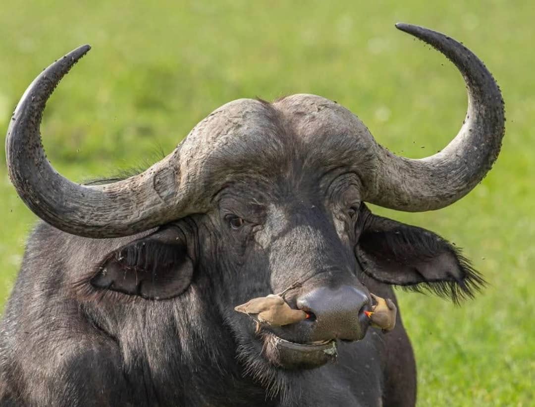 4 Days Serengeti Fly-in and Serval Wildlife Safari