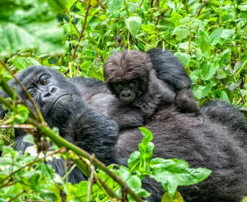 6 Days Rwanda Primates Trekking Mount