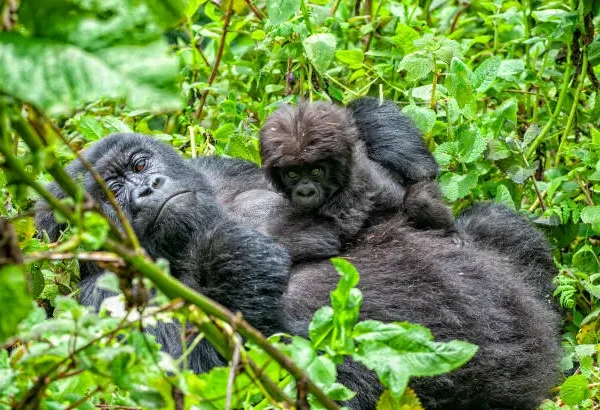 6 Days Rwanda Primates Trekking Mount