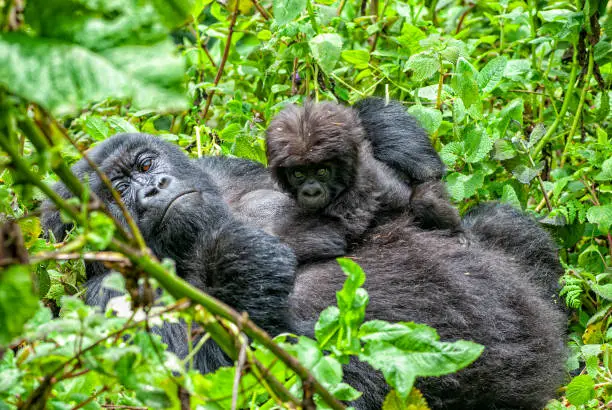 6 Days Rwanda Primates Trekking Mount
