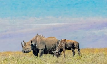 13 day Uganda Classic Family Safari