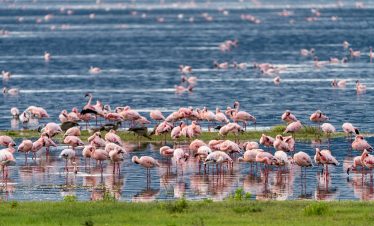 4 Day Semuliki Safari: Birding, Primates, and Cultural