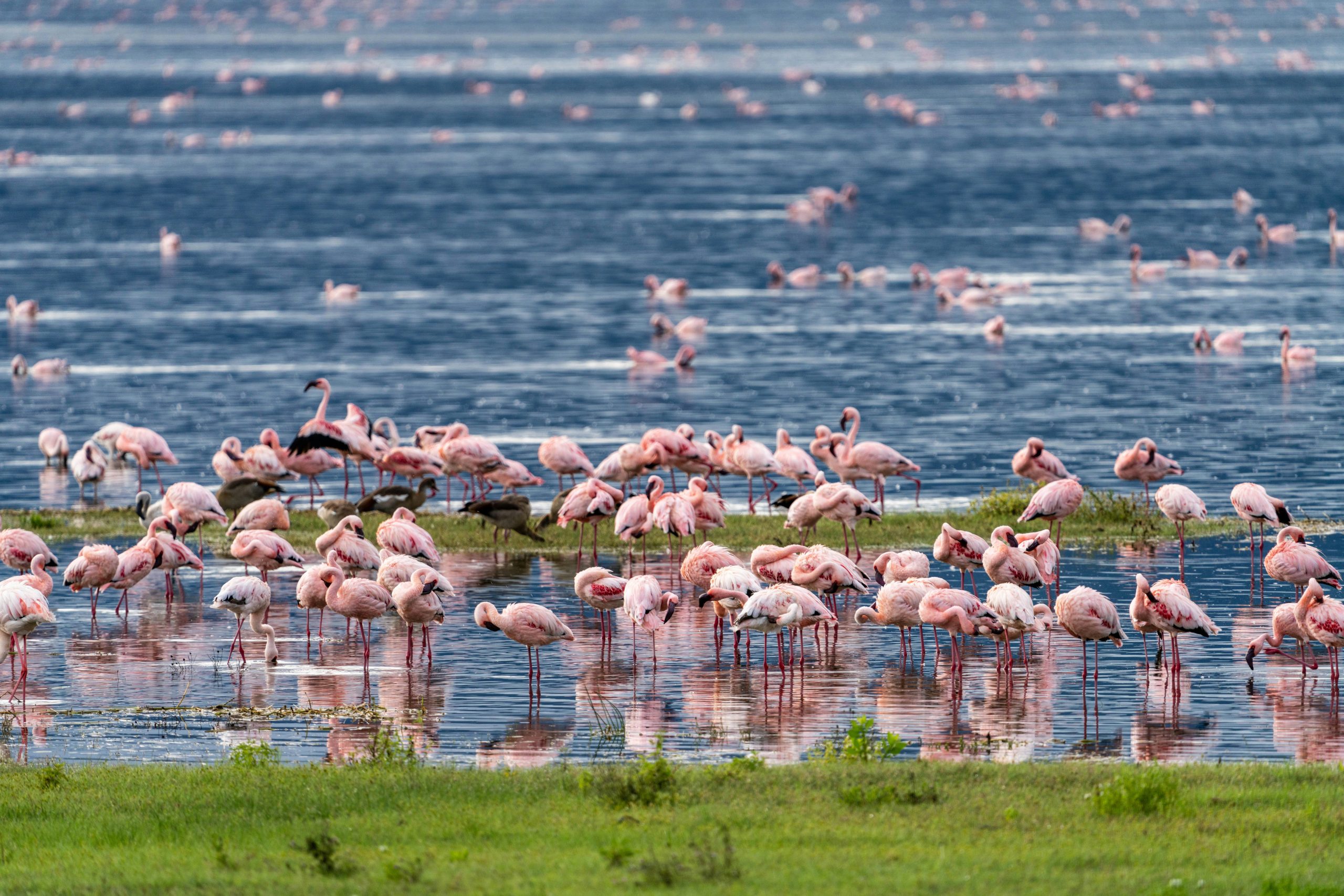 4 Day Semuliki Safari: Birding, Primates, and Cultural
