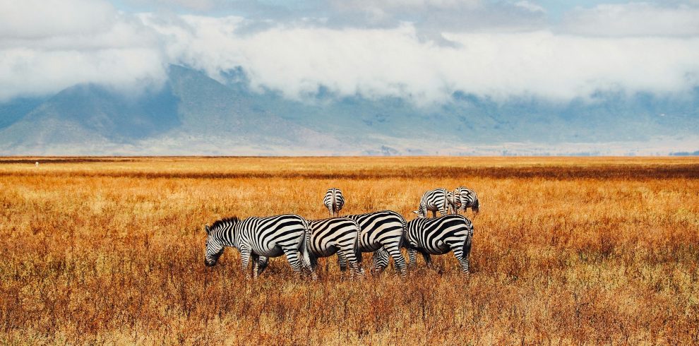 2 Days Kidepo Private Mid-Range Safari from Kampala in Uganda