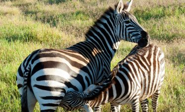 7 Days Mount Meru Climb and Tanzania Safari