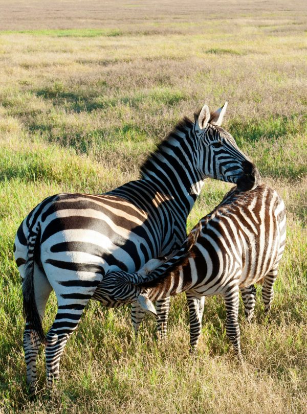 7 Days Mount Meru Climb and Tanzania Safari