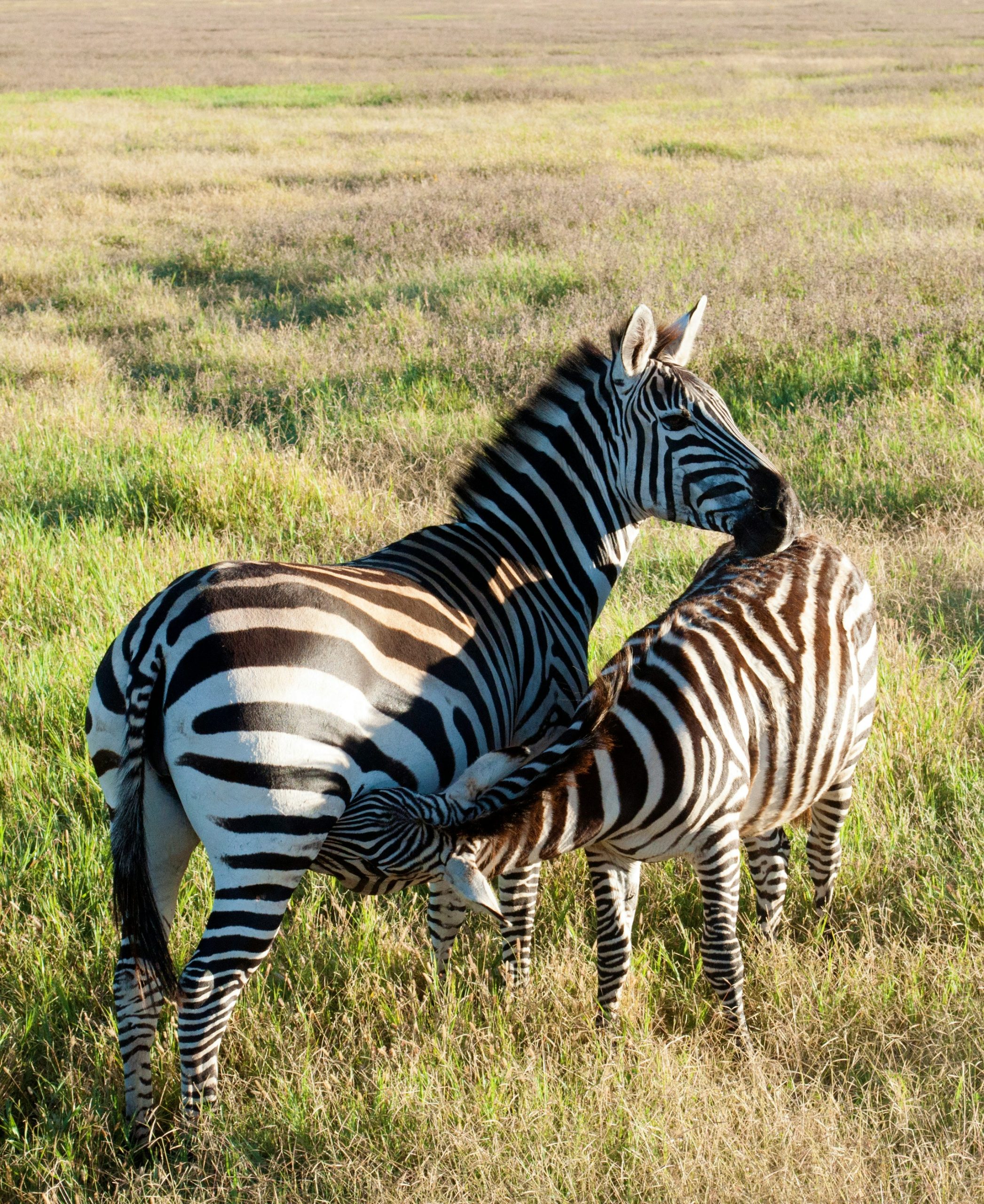 7 Days Mount Meru Climb and Tanzania Safari